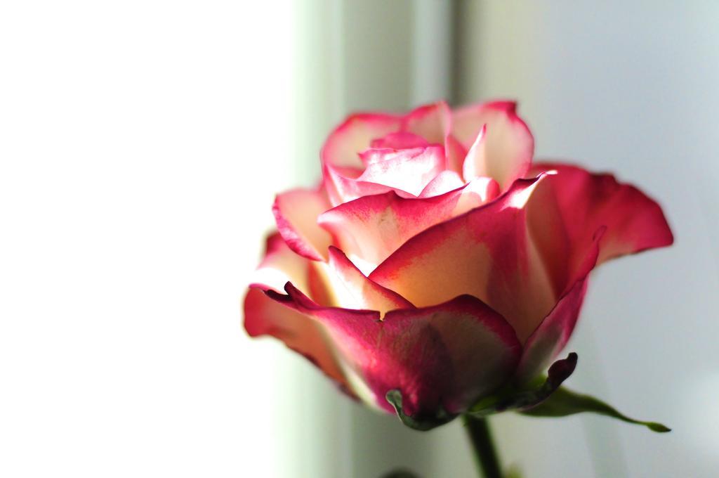 B&B Val Des Roses Brugge Buitenkant foto